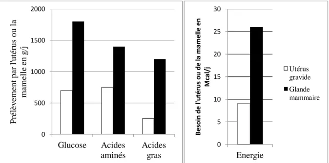 Figure 4 : Comparaison des besoins en glucose, acides aminés, acides gras et énergie pour l'utérus en fin  de gestation et la mamelle en début de lactation (Bell 1995) 