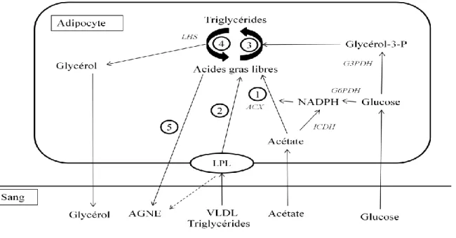 Figure  6 :  Voies  métaboliques  dans  les  adipocytes  (Chilliard  1993) ;  1  =  Synthèse  des  acides  gras,  2  =  hydrolyse  et  prélèvement  des  triglycerides  circulants;  3  =  (re)esterification  des  acides  gras,  4=lipolyse,   5=lipo-mobilisa