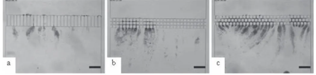 FIG. 2. Microscopic observation of streamer formation with E. coli after 2 h of dead end filtration for three hydrodynamic conditions with a channel width of 10 lm: (a) Straight channels; (b) connected channels; (c) staggered channels