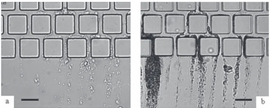 FIG. 3. Microscopic observation after 20 min of filtration with E. coli (a), S. aureus (b)