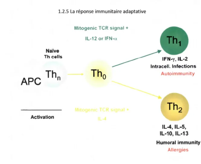 Figure  1.2 : Schéma  démontrant  la  différenciation  des  cellules  T auxiliaires  CD4 