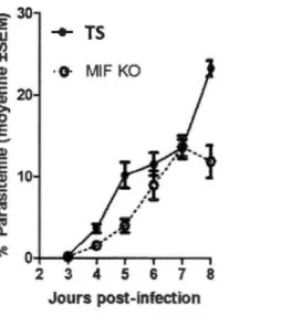 Figure  1.3 : Cinétiqu e  de  parasitémie suite  à l'i nfection  par  P .  c.  adami  sou che  DK  chez  la  souris BALB/c TS  et  MlF KO  (Tsh ikudi Ma lu  et al,  2011)