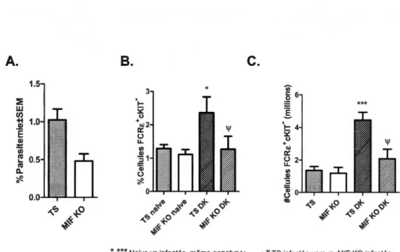 Figure  2.4:  Profil  des  basophiles  (FCRE+  et cKIT)  présents  dans  la  rate  chez  des souris TS  et  MlF  KO  au  4e  jour d'infection  avec  la  souche  P