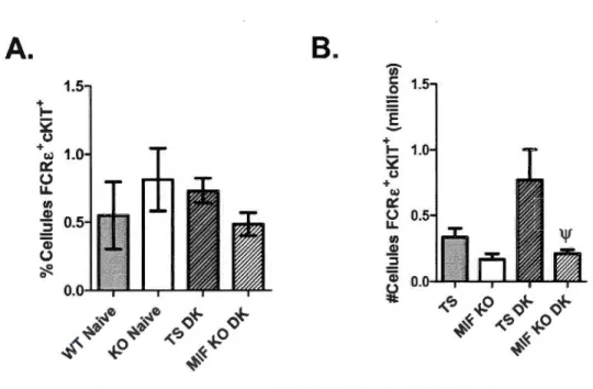 Figure  2.5:  Profil  des  mastocytes  (cellules  FCRE+  et  cKir)  présents  dans  la  rate  chez  des  souris  TS  et  MlF  KO  au  4e  jour  post-infection  avec  la  souche  P