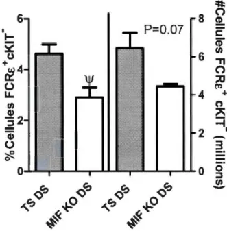 Figure  2.8 : Profil  des  basophiles (FCRE+ et cKIT&#34;)  dans  la  rat e des souri s TS  et  MlF  KO  au  4e  jour  post -infection  avec  la  souche  P