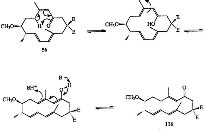 Figure 7. Mecanisme cTisomerisation de l^enone du macrocycle 56.