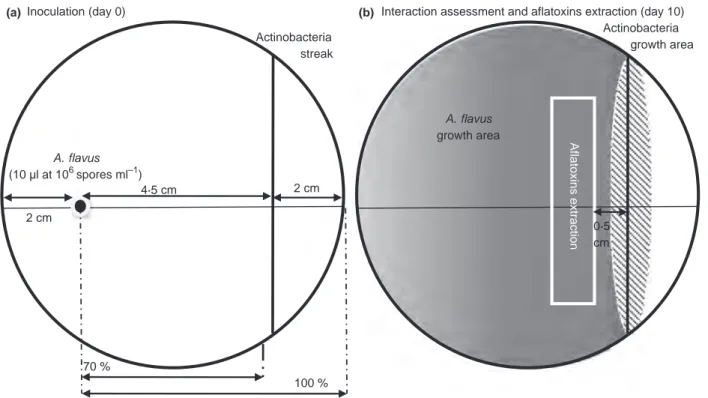 Figure 1 Methodology used for interaction assessment and aflatoxins extraction. (a) Inoculation (day 0) in a Petri dish filled with ISP2 medium, actinomycetes and A