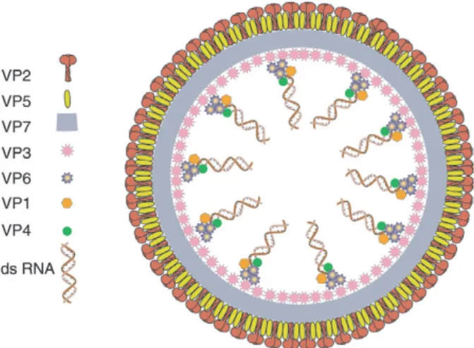 Figure 1 : Schéma représentant les protéines structurales et les segments d’ARN du BTV   (Schwartz et al., 2008)  