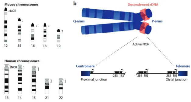 Figure 1-5 : Localisation chromosomique des RONs chez l’humain et la souris. A.  Représentation  des  chromosomes  acrocentriques  chez  la  souris  (haut)  et  chez  l'humain  (bas)