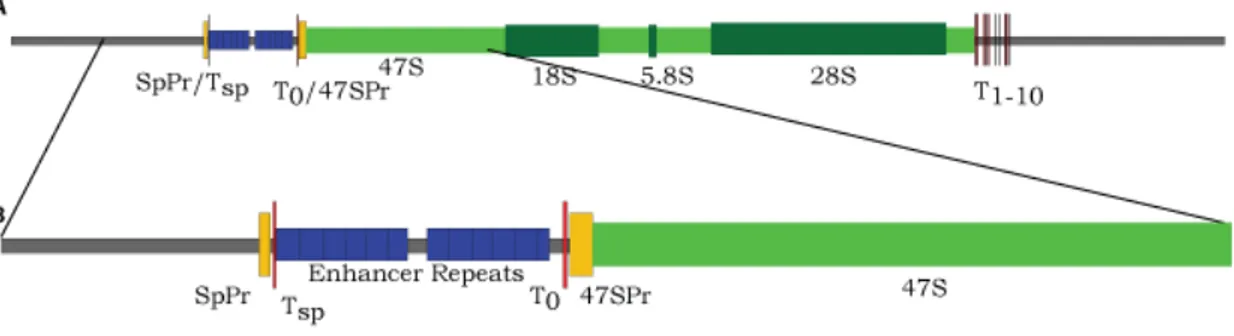Figure 1-6 : Structure du gène codant les ARN ribosomiques chez la souris. En  jaune les régions promotrices (Spacer Promoter et promoteur principal), en rouge les  sites  Sal-box,  en  bleu  l’enhancer  repeats,  en  vert  la  région  transcrite  et  en  