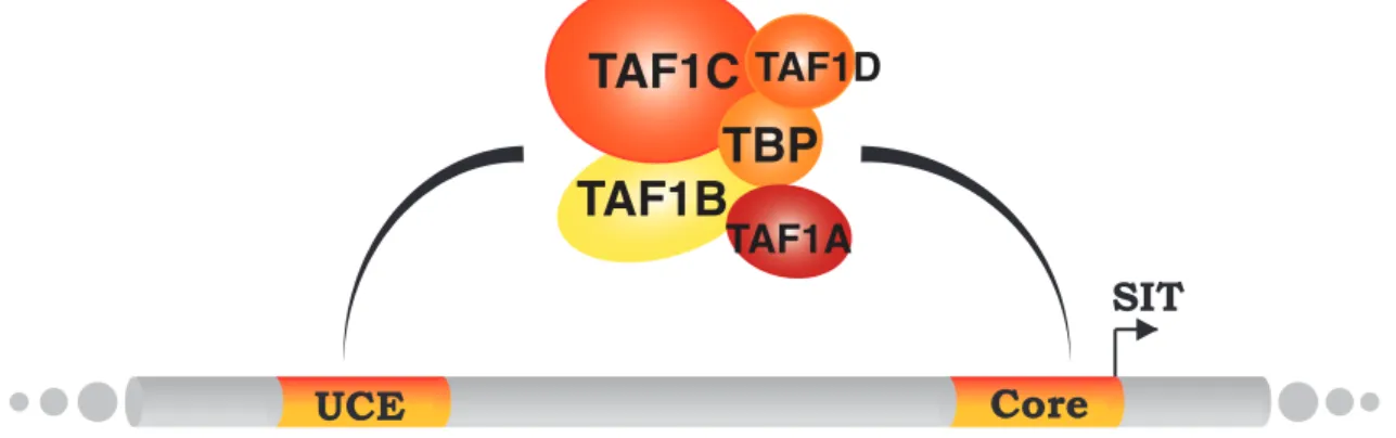 Figure 1-8 : Schéma de la structure de SL-1 chez la souris. SL-1 est composé de  TBP  et  de  au  moins  4  facteurs  associés