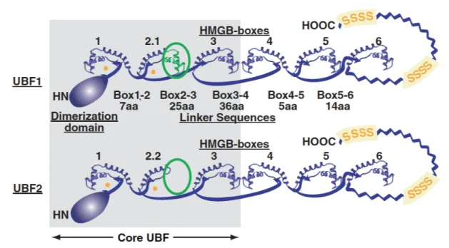 Figure 1-9 : Structure schématique d’UBF de souris. Les variants 1 et 2 d'UBF ne  diffèrent que partiellement par la présence dans UBF-1 d’une région suplémentaire  dans  la  2 ième   boite  HMG