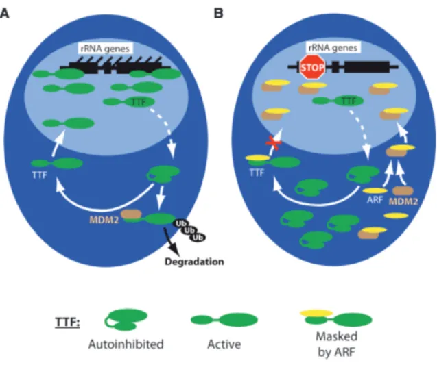 Figure  1-11  :  MDM2  contrôle  les  fonctions  ribosomiques  de  TTF-1.  (A)  TTF-1  navigue entre le nucléoplasme et le nucléole avec l’aide de la chaperonne NPM/B23  et de la séquence de localisation nucléolaire de TTF-1