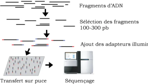 Figure  1-19 :  Schéma  du  processus  de  séquençage  Illumina.  L'ADN  fragmenté  (traits noirs) est soumis à une première étape de sélection des fragments compris  entre  100  et  300pb