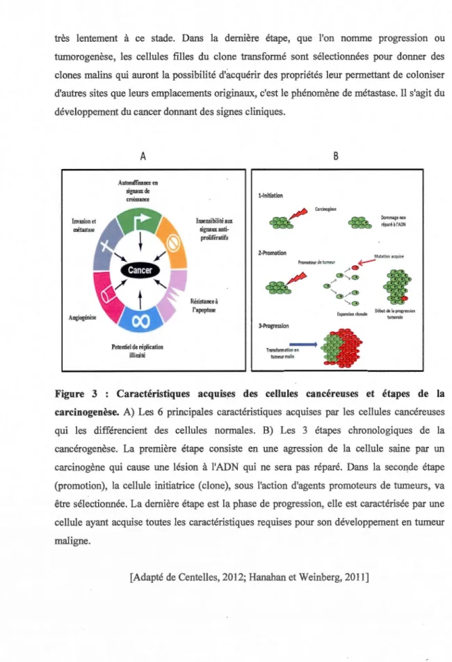 Figure  3  :  Caractéristiques  acquises  des  cellules  cancéreuses  et  étapes  de  la  carcinogenèse