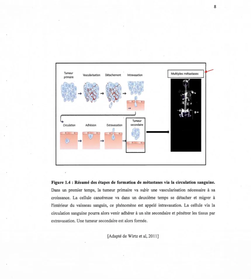 Figure  1.4  : Résumé  des  étapes  de  formation  de métastases  via  la  circulation  sanguine