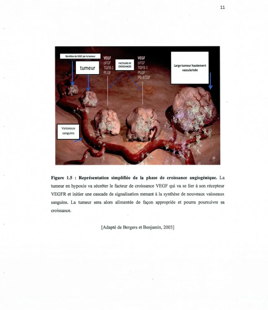 Figure  1.5  :  Représentation  simplifiée  de  la  phase  de  croissance  angiogénique