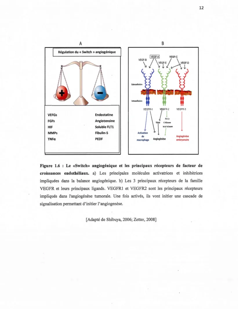 Figure  1.6  :  Le  «Switch»  angiogénique  et  les  principaux  récepteurs  de  facteur  de 