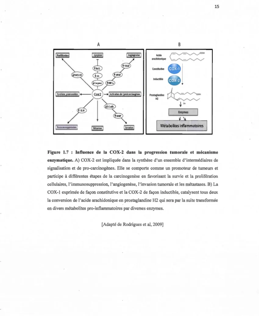 Figure  1.7  :  Influence  de  la  COX-2  dans  la  progression  tumorale  et  mécanisme  enzymatique