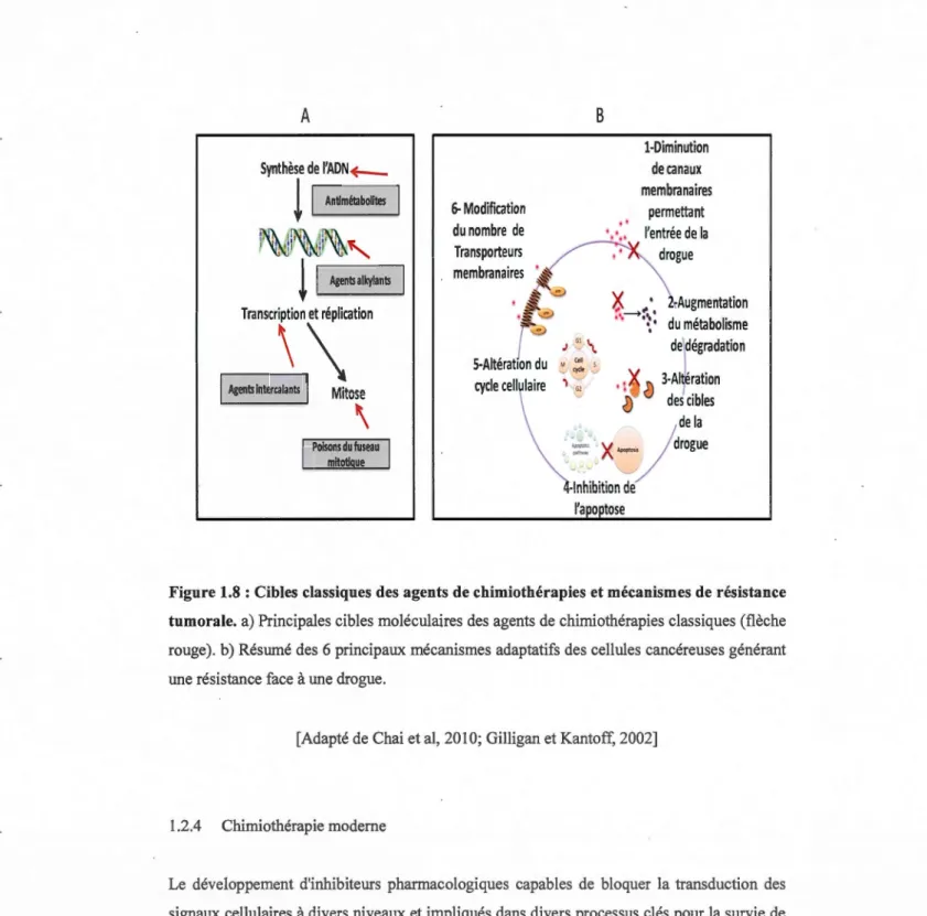 Figure 1.8 : Cibles classiques des  agents de chimiothérapies et mécanismes de résistance  tumorale