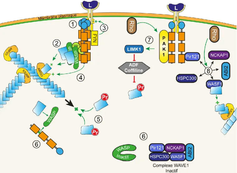 Figure 1. 5 : NCK1/2 contrôlent l’organisation du cytosquelette d’actine de nombreuses  manières