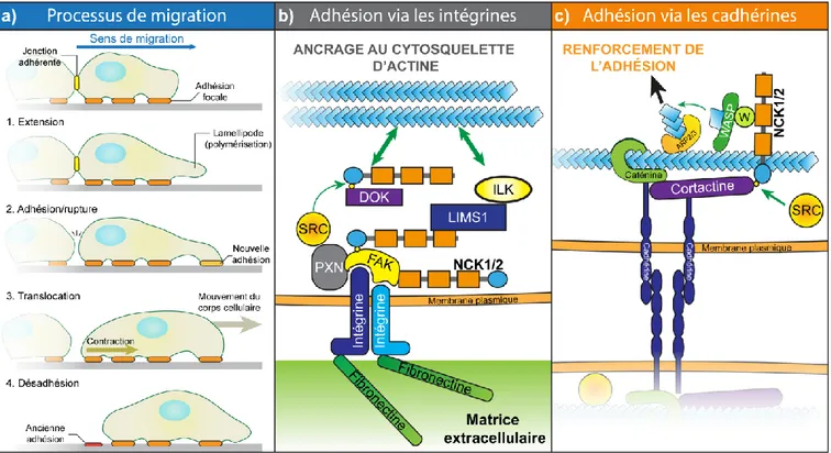 Figure 1. 6 : NCK1/2 sont au cœur des complexes protéiques impliqués dans la migration  cellulaire