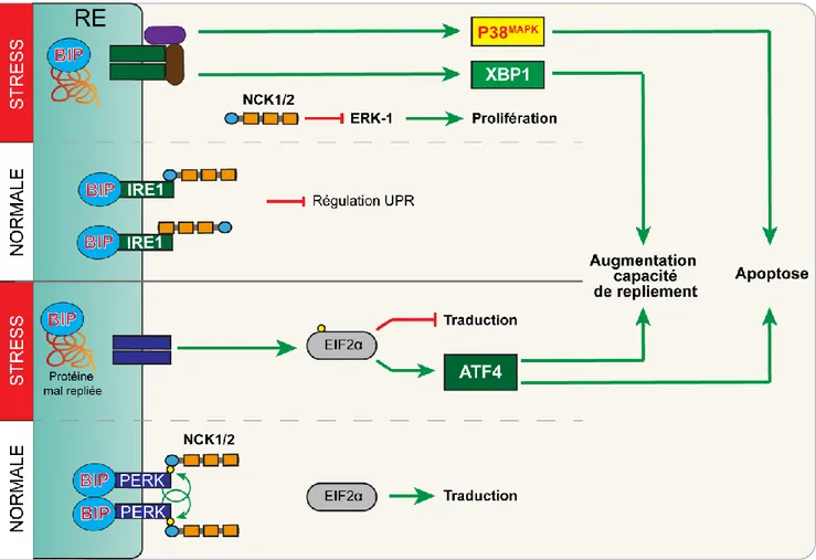 Figure 1. 7 : NCK1/2, des adaptateurs impliqués dans le contrôle du stress du réticulum  endoplasmique