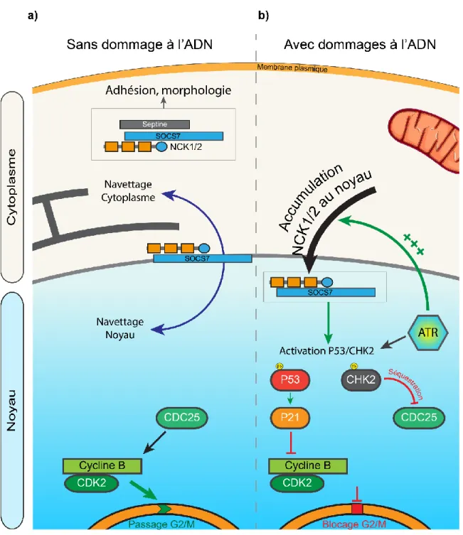 Figure 1. 8 : Les protéines adaptatrices NCK1 et NCK2 sont impliquées dans la régulation  des dommages à l’ADN