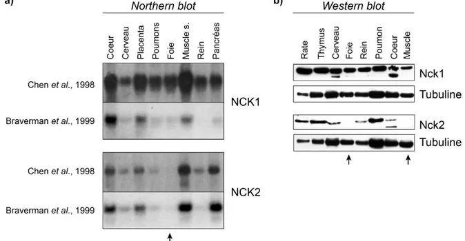Figure  1.  11  :  Les  protéines  adaptatrices  NCK1  et  NCK2  sont  exprimées  de  façon  différentielle chez l’humain et la souris