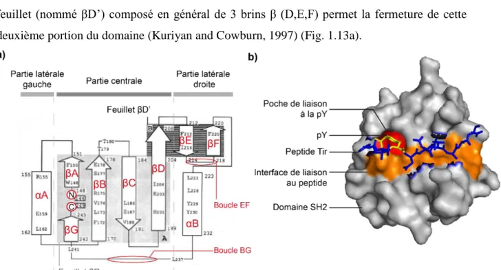 Figure 1. 13 : L’ensemble des domaines SH2 présente une structure secondaire et tertiaire  conservée