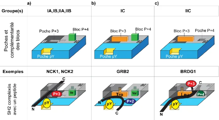 Figure 1. 14 : Représentation schématique des différents mécanismes de spécificité SH2- SH2-dépendant