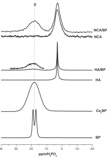 Fig. 6. 31 P SPE-MAS NMR spectra of the risedronate sodium salt (BP), risedronate calcium salt (Ca 2 BP), hydroxyapatite and nanocrystalline apatite powders before (HA and NCA) and after uptake of risedronate (HA/BP and NCA/BP).