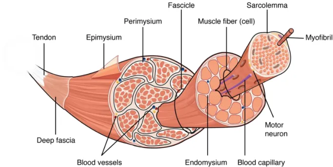 Figure 1. Structure du muscle squelettique 