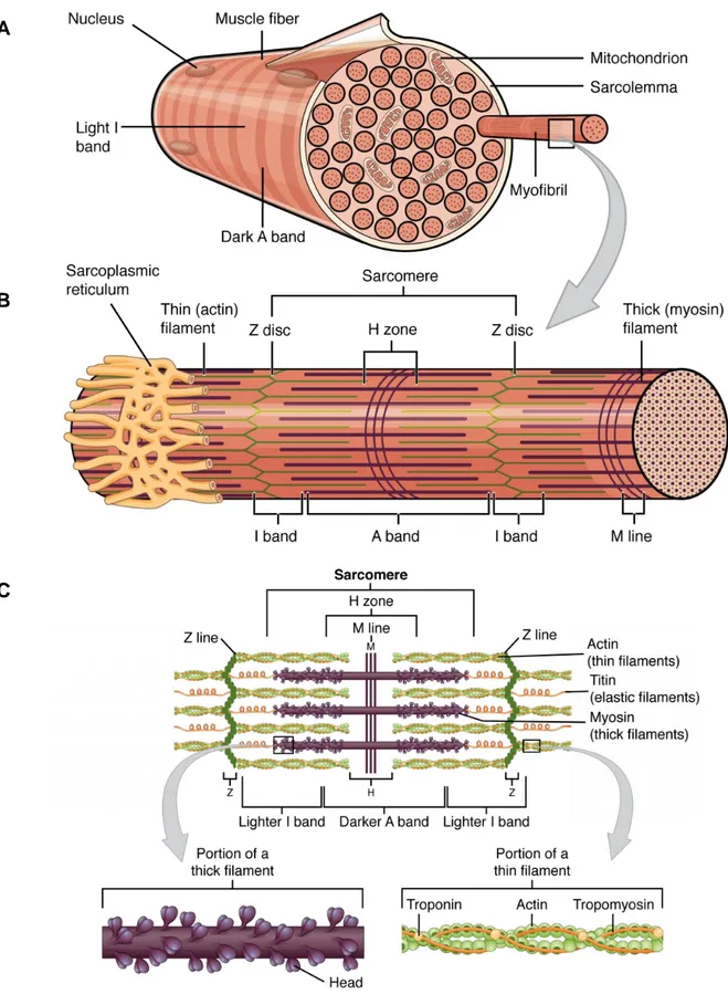 Figure 2. Organisation des sarcomères, unités structurantes de myofibrilles 