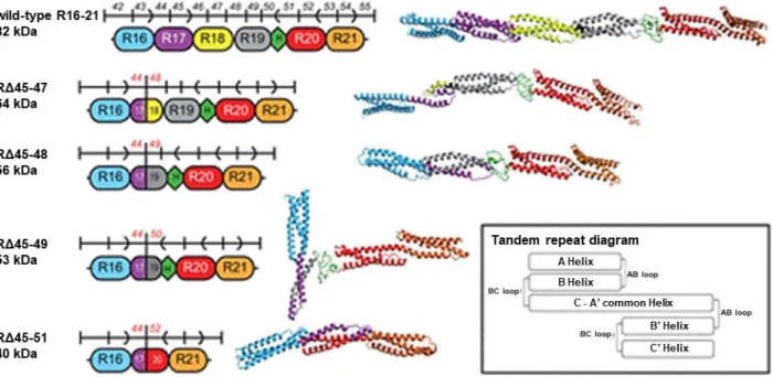 Figure 7. Conséquence de la délétion d'exon(s) sur la structure de la dystrophine  Figure tirée de [71]