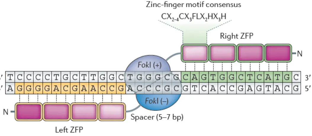 Figure 10. Structure des nucléases à doigt de zinc (ZFN) 