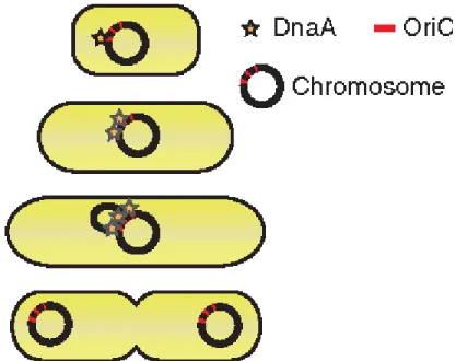 Figure 3 – Accumulation de DnaA, dépendamment de la taille, sur l’origine de réplication  du  chromosome  jusqu’à  ce  qu’un  seuil  soit  atteint  pour  initier  la  réplication  de  l’ADN