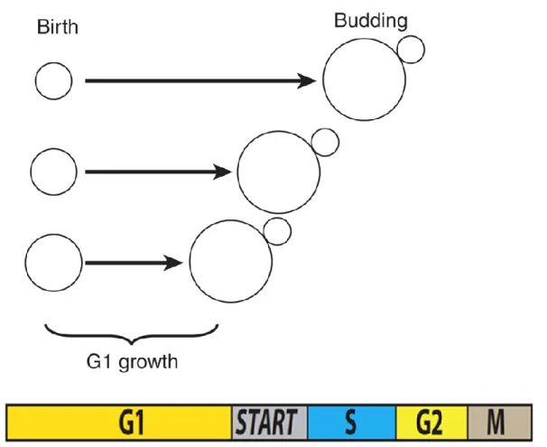 Figure 7 – Corrélation négative entre la taille cellulaire à la naissance et le temps passé en  G1