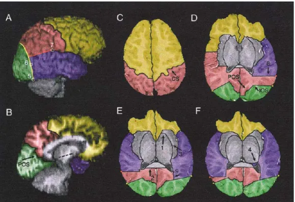 Fig. 3 : Cartographie des principales régions cérébrales concernées par une  hyperplasie liée aux TED (d’après C ARPER  &amp; al., 2002)