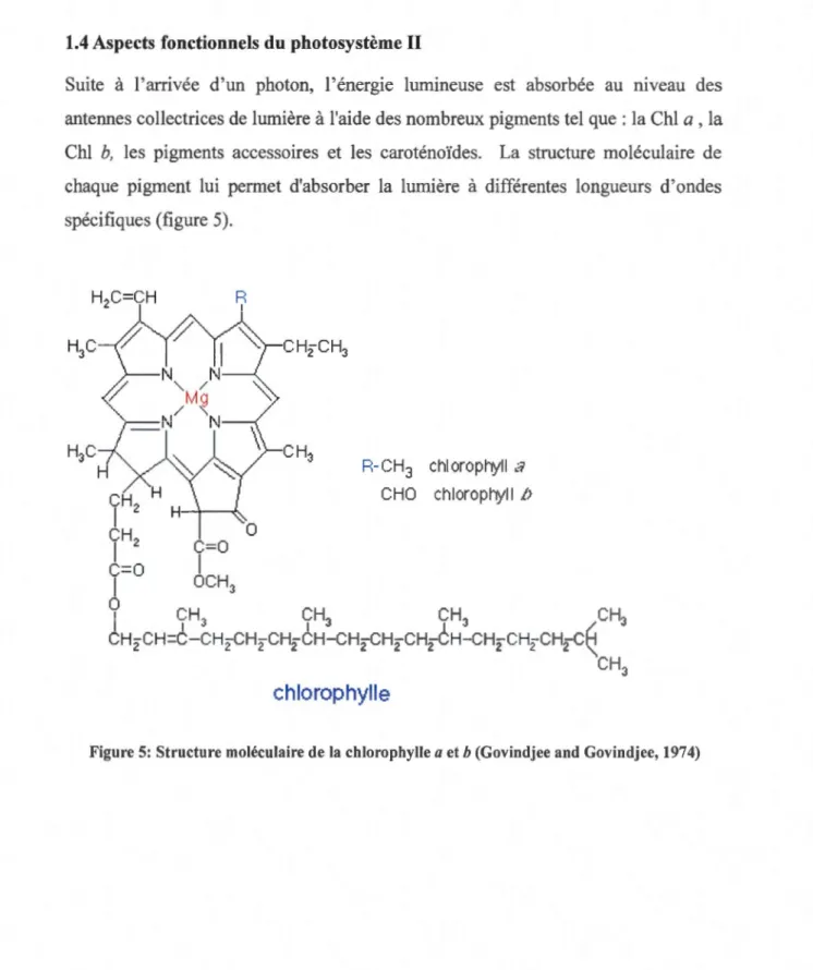 Figure 5:  Structure moléculaire de la  chlorophylle  a  et b (Govindjee and Govindjee, 1974) 