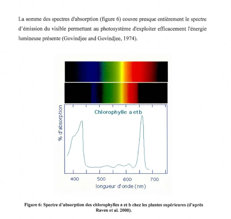 Figure 6:  Spectre d'absorption des  chlorophylles a et b chez les  plantes supérieures (d'après  Raven et al