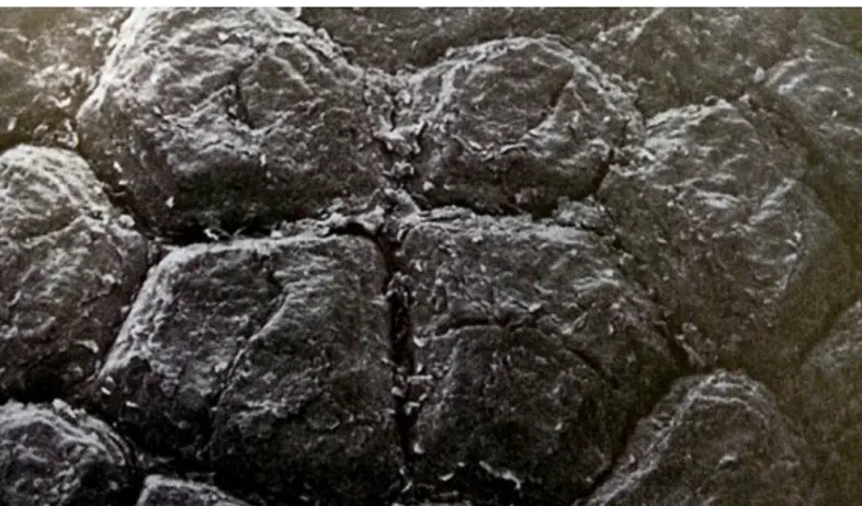 Figure 2 : Micrographie électronique à balayage du planum nasale   Des plaques polygonales de formes variées sont séparées par des sillons [3]