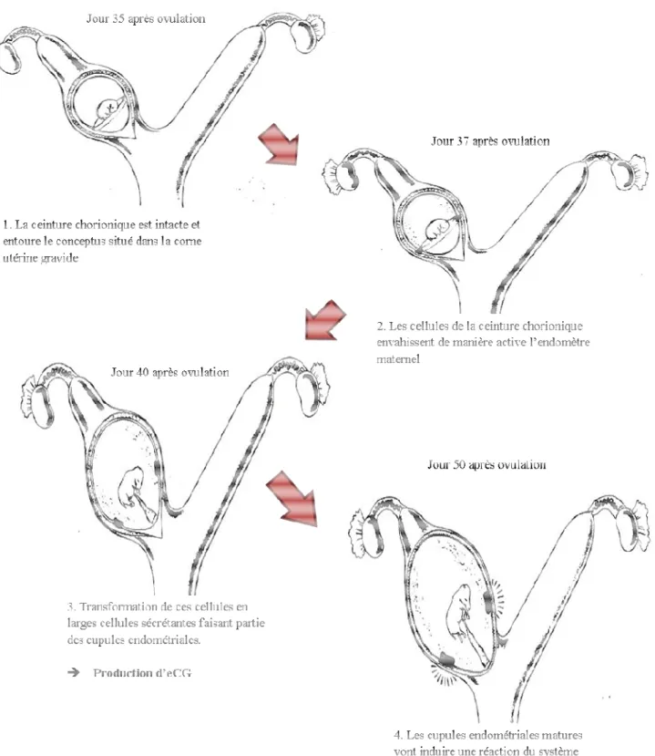 Figure  7 :  Représentation  schématique  du  développement  des  cupules  endométriales  chez  la  jument  gravide  entre  35  et  50