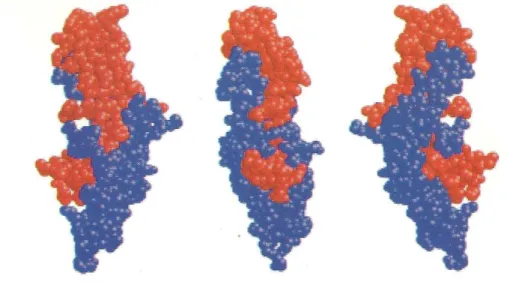 Figure  10 :  Structure  tridimensionnelle  de  l’hCG.  Au  centre,  vue  de  face,  à  gauche  et  à  droite, profils gauche et droit