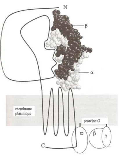 Figure 11 : Structure d’un récepteur de gonadotropine. D’après Combarnous et al., 2001