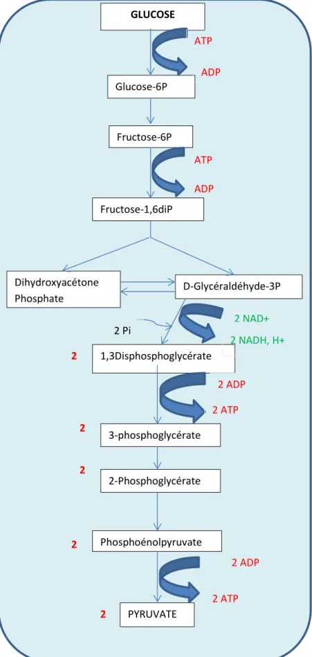 Figure  1 :  Réactions  de  la  glycolyse  dans  le  cytoplasme  d’une  cellule  permettant  la  production d’ATP  GLUCOSE Glucose-6P Fructose-6P Fructose-1,6diP Dihydroxyacétone Phosphate  D-Glycéraldéhyde-3P 1,3Disphosphoglycérate 3-phosphoglycérate 2-Ph