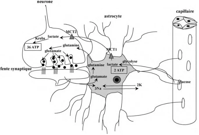 Figure 4 : Le couplage métabolique astrocytes-neurones. (ORBAN et al. 2010 et  MAGISTRETTI et al
