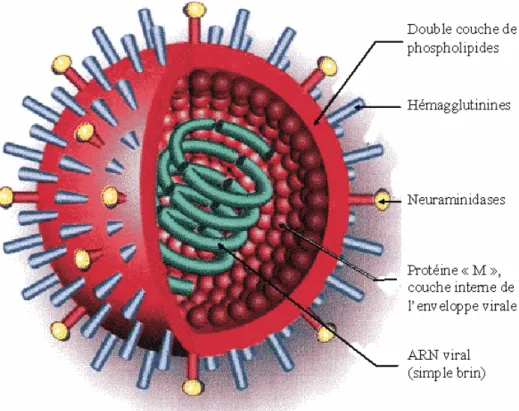 Figure 1: Structure des virus influenza de types A et B. 