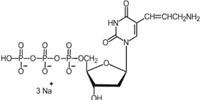 Figure 6: Structure moléculaire du sel fluorescent Alexa fluor 555.  (Figure tirée de http://www.lifetechnologies.com/1/3/alexa-fluor-555)
