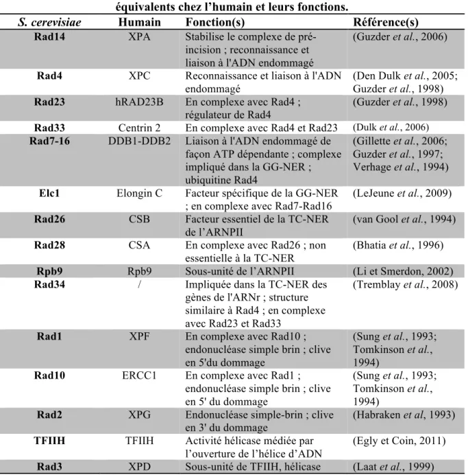 Tableau 1. Facteurs de la NER chez la levure S. cerevisiae, leurs homologues ou leurs  équivalents chez l’humain et leurs fonctions